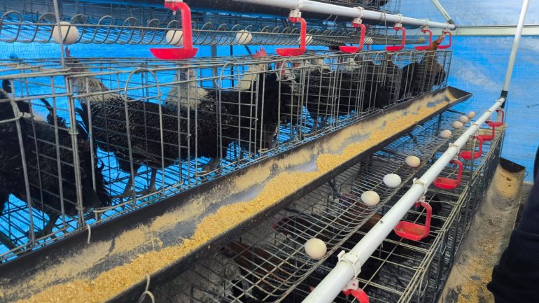 peternakan ayam arab petelur program pemberdayaan Dompet Dhuafa Bogor
