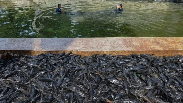 Penangkapan ikan sapu-sapu di perairan Jakarta mencapai 7 ton dalam sehari