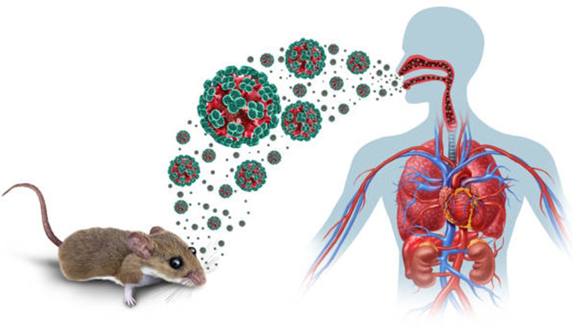 Ilustrasi tikus pembawa virus mematikan di lingkungan perkotaan yang kotor