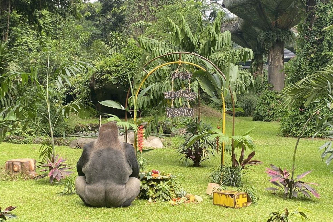 Gorila Komu di Taman Margasatwa Ragunan saat perayaan ulang tahun yang menjadi daya tarik pengunjung selama liburan sekolah.