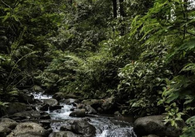 Aliran sungai di tengah hutan kawasan EIGER Nature