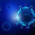 Sapi ternak sebagai salah satu hewan yang diketahui dapat terinfeksi virus Shamonda